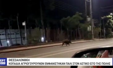 Βίντεο με τα αγριογούρουνα να τρέχουν μέσα στη Θεσσαλονίκη