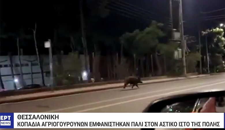 Βίντεο με τα αγριογούρουνα να τρέχουν μέσα στη Θεσσαλονίκη