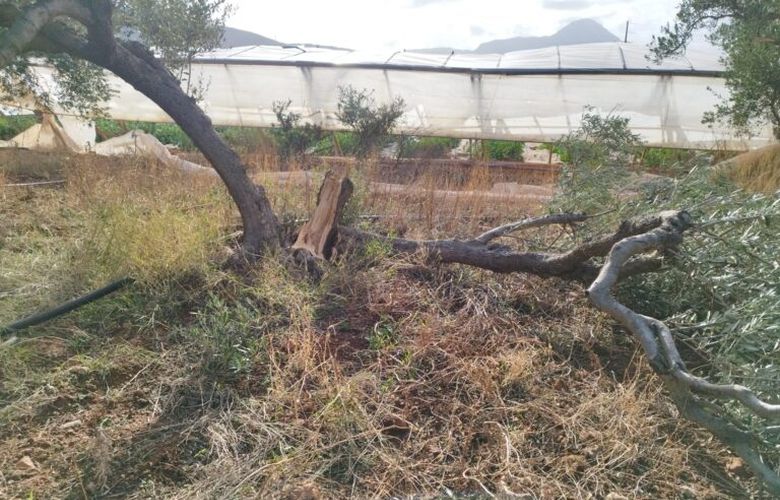 Χανιά: Ζημιές σε θερμοκήπια στα Φαλάσαρνα Κισσάμου προκάλεσαν οι ισχυροί ανεμοι