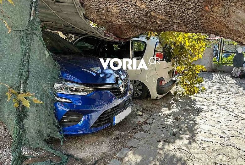 Συναγερμός στη Θεσσαλονίκη – Ο δυνατός αέρας ξερίζωσε πλάτανο που καταπλάκωσε δυο αυτοκίνητα