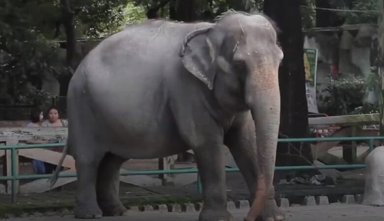 Πέθανε ο πιο μόνος και λυπημένος ελέφαντας του κόσμου σε ζωολογικό κήπο των Φιλιππίνων