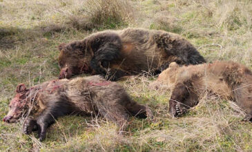 Υπό την εποπτεία της εισαγγελίας του Αρείου Πάγου οι έρευνες για τη θανάτωση αρκούδας και των μωρών της