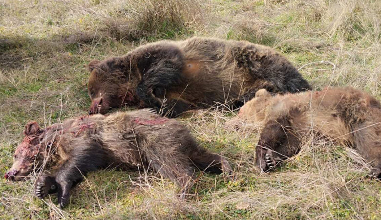 Υπό την εποπτεία της εισαγγελίας του Αρείου Πάγου οι έρευνες για τη θανάτωση αρκούδας και των μωρών της