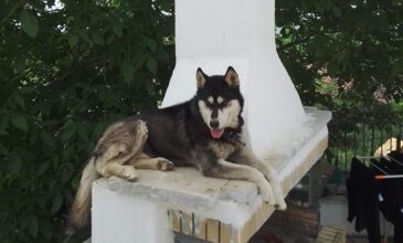 Παρέμβαση της Εισαγγελίας του Αρείου Πάγου για τον άγριο βασανισμό σκύλου στην Αράχωβα