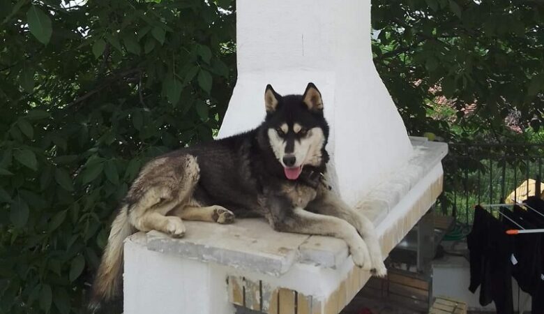 Στην Αράχωβα κλιμάκιο της Ασφάλειας Αττικής για την κακοποίηση του χάσκι – Θα γίνει εκταφή του σκύλου
