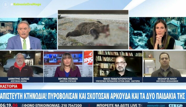 Νεκρές αρκούδες στην Καστοριά: «Ή τους μάζεψε για να μην φανούν ίχνη ή πυροβόλησε από το αυτοκίνητο» – Ο δράστης είναι αντιμέτωπος με πολλαπλά αδικήματα