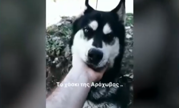 Κτηνωδία στην Αράχωβα: «Θα το πάω μέχρι τέλους – Πρέπει να βρεθεί ο εγκληματίας», λέει ο ιδιοκτήτης του σκύλου