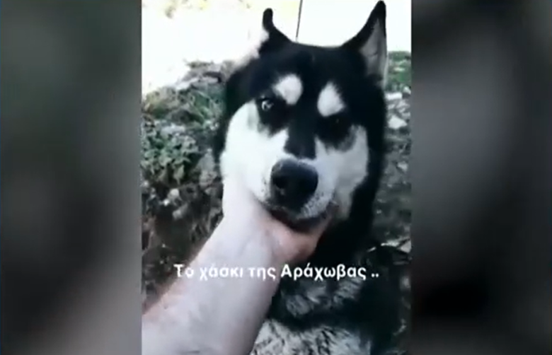 Κτηνωδία στην Αράχωβα: «Θα το πάω μέχρι τέλους – Πρέπει να βρεθεί ο εγκληματίας», λέει ο ιδιοκτήτης του σκύλου