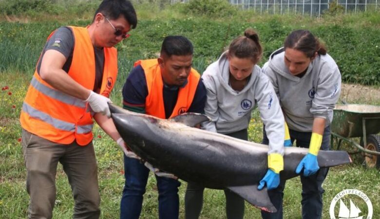 Σχηματίστηκε δικογραφία για τη θανάτωση τεσσάρων ζωνοδέλφινων στο βορειοανατολικό Αιγαίο
