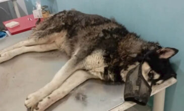 Ολική ανατροπή στην υπόθεση του χάσκι στην Αράχωβα: Στον Όλιβερ επιτέθηκε αγέλη σκύλων