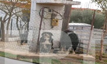 Σοκάρει η ιατροδικαστική εξέταση για την 50χρονη στην Θεσσαλονίκη – Δέχθηκε πάνω από 50 δαγκωματιές