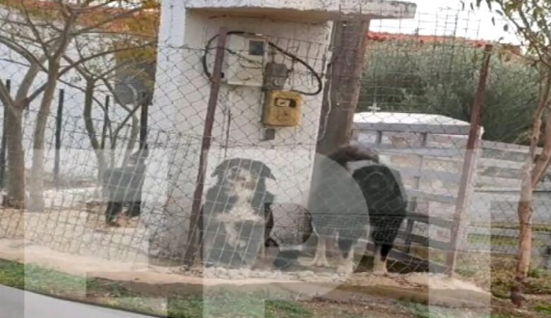 Σκυλιά κατασπάραξαν 50χρονη στη Θεσσαλονίκη: «Ο θόρυβος από το αλυσοπρίονο προκάλεσε την επίθεση τους»
