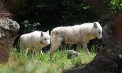 Τρόμος στις Σέρρες: Λύκοι κατασπάραξαν δύο σκυλιά κοντά στην τεχνική σχολή της πόλης