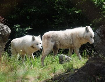 Αγέλη λύκων έκανε την εμφάνισή της στις παρυφές της Πυλαίας