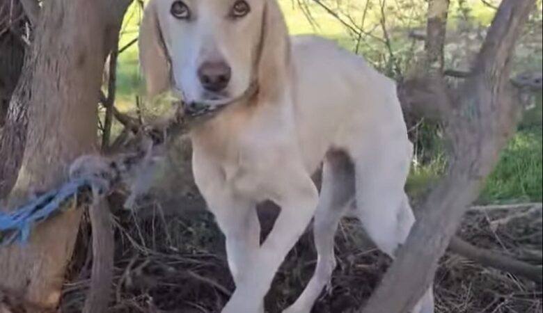 Νέο περιστατικό κακοποίησης ζώου: Σκυλίτσα βρέθηκε αλυσοδεμένη σε τραγική κατάσταση στο δάσος της Στροφυλίας