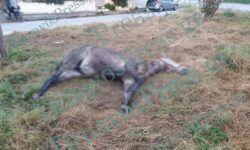 Κτηνωδία στον Τύρναβο: Έδεσαν με αλυσίδα άλογο σε κολώνα της ΔΕΗ και το άφησαν να πεθάνει