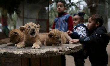 Ακόμη και τα ζώα λιμοκτονούν στη Γάζα: Λιοντάρια, πίθηκοι και παπαγάλοι ζουν υπό άθλιες συνθήκες στον ζωολογικό κήπο της Ράφα