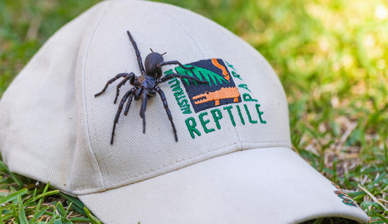 Αυστραλία: Bρέθηκε η μεγαλύτερη αρσενική και πιο δηλητηριώδης αράχνη στον κόσμο