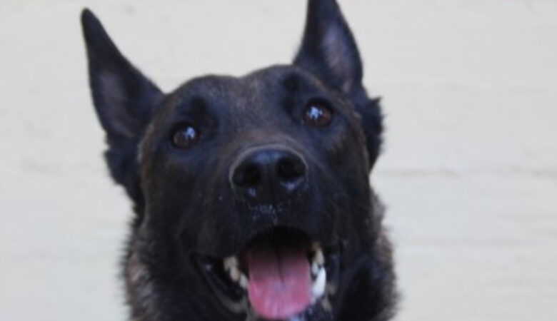 Αυτός είναι ο σκύλος που ανακάλυψε τη σορό του Μπάμπη στο Μεσολόγγι – «Καμία συσκευή δεν μπορεί να αντικαταστήσει τη μύτη ενός σκύλου»