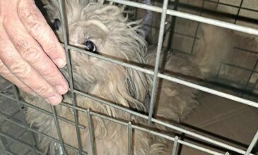 Πρόστιμο 199.000 ευρώ σε 58χρονη που κρατούσε σε κλουβιά 77 γάτες και 10 σκύλους στα Χανιά