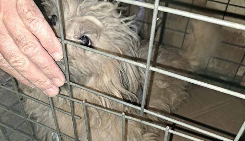 Πρόστιμο 199.000 ευρώ σε 58χρονη που κρατούσε σε κλουβιά 77 γάτες και 10 σκύλους στα Χανιά