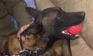 Στην Ηλεία ο σκύλος Echo που βρήκε τη σορό του Μπάμπη – Θα ψάξει για τον 45χρονο που αγνοείται από την πλημμύρα στο Πλουτοχώρι