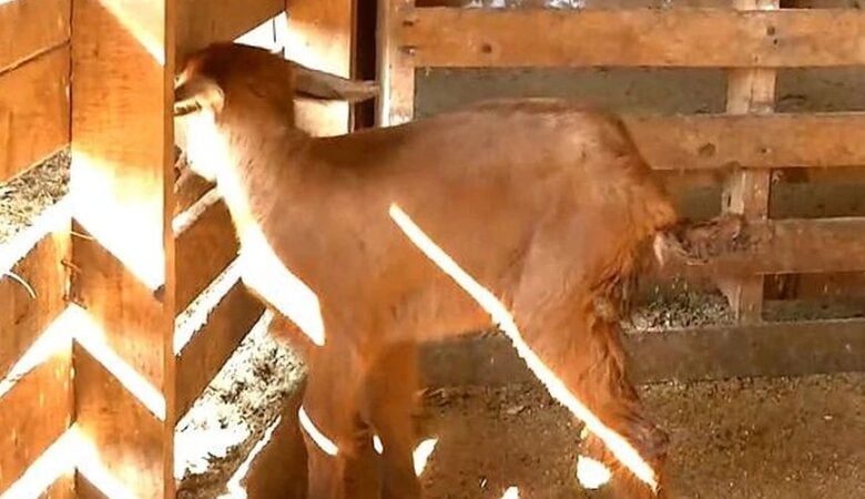 Κατσικάκι γεννήθηκε με τρία πόδια σε κτηνοτροφική μονάδα στις Σέρρες