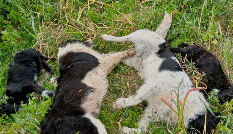 Κτηνωδία στη Νέα Αγχίαλο Μαγνησίας: Σκότωσαν πέντε αδέσποτα σκυλιά με φόλες