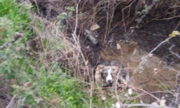 Κτηνωδία στην Καλαμπάκα: Έδεσαν σκυλάκι με σύρμα και το πέταξαν σε ρέμα να πνιγεί