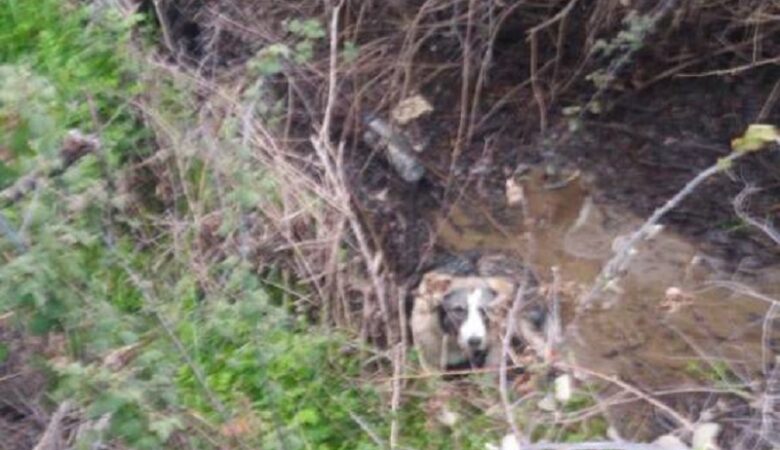 Κτηνωδία στην Καλαμπάκα: Έδεσαν σκυλάκι με σύρμα και το πέταξαν σε ρέμα να πνιγεί