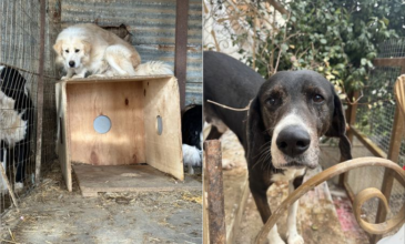 Πρόστιμα άνω των 80.000 ευρώ σε ιδιοκτήτρια για 54 σκυλιά στην Θεσσαλονίκη