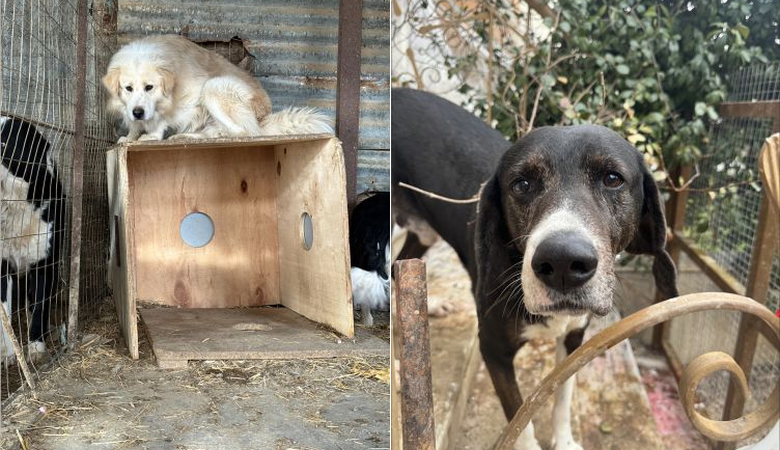 Πρόστιμα άνω των 80.000 ευρώ σε ιδιοκτήτρια για 54 σκυλιά στην Θεσσαλονίκη
