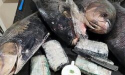 Πορτογαλία: Είχαν κρύψει 1,3 τόνους κοκαΐνη μέσα σε κατεψυγμένα ψάρια