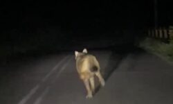 Οργή προκαλεί βίντεο στο οποίο νεαροί κυνηγούν με το αυτοκίνητο έναν λύκο και το διασκεδάζουν