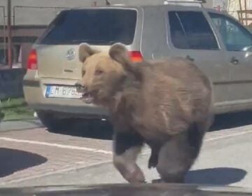 Θανατώθηκε αρκούδα στη Σλοβακία που τραυμάτισε πέντε ανθρώπους σε τουριστικό προορισμό