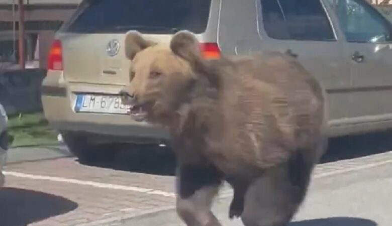 Θανατώθηκε αρκούδα στη Σλοβακία που τραυμάτισε πέντε ανθρώπους σε τουριστικό προορισμό