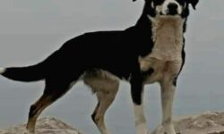 Απίστευτη περιπέτεια σκυλίτσας που χάθηκε στα ελληνοτουρκικά σύνορα και βρέθηκε ένα χρόνο μετά στη Σερβία