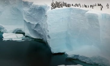 Μωρά πιγκουίνοι πέφτουν από έναν τεράστιο βράχο 15 μέτρων στα παγωμένα νερά της Ανταρκτικής – Δείτε βίντεο