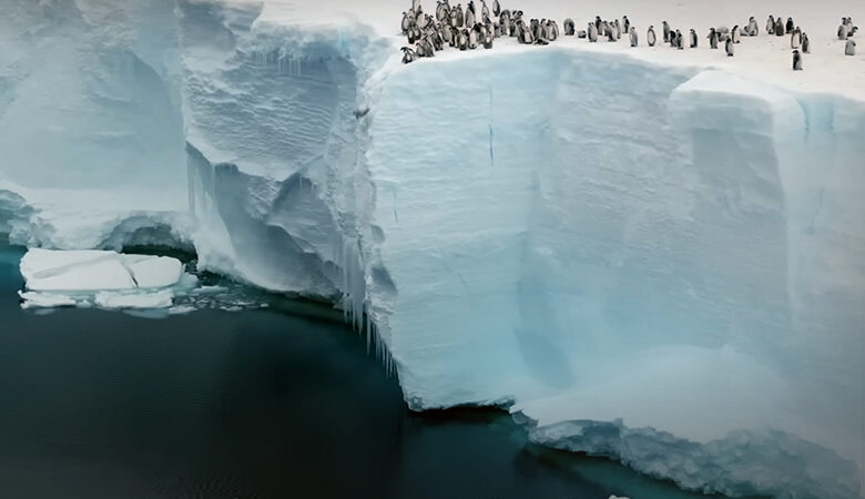 Μωρά πιγκουίνοι πέφτουν από έναν τεράστιο βράχο 15 μέτρων στα παγωμένα νερά της Ανταρκτικής – Δείτε βίντεο