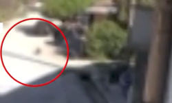 Συγκλονιστικό βίντεο από πυροβολισμό σκύλου στην Πρέβεζα – Καταγγελία για 45χρονο ότι «χτυπάει» και γάτες