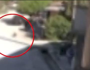 Συγκλονιστικό βίντεο από πυροβολισμό σκύλου στην Πρέβεζα – Καταγγελία για 45χρονο ότι «χτυπάει» και γάτες