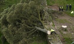 Βρετανία: Δίωξη σε βάρος δύο ανδρών που έκοψαν το πλέον εμβληματικό δένδρο της Βρετανίας