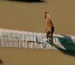 Διασώστες στη Βραζιλία έσωσαν ένα άλογο από τη… στέγη ενός αγροτόσπιτου σε μια πλημμυρισμένη πόλη