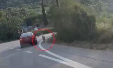 Συνοδηγός αυτοκινήτου κρατούσε από το λουρί σκύλο αναγκάζοντας τον να τρέχει παράλληλα με το όχημα
