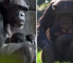 Συγκινεί θηλυκός χιμπατζής σε ζωολογικό κήπο που θρηνεί τον χαμό του μωρού της και το κουβαλάει νεκρό στην αγκαλιά της επί μήνες