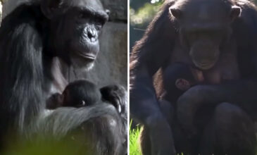 Συγκινεί θηλυκός χιμπατζής σε ζωολογικό κήπο που θρηνεί τον χαμό του μωρού της και το κουβαλάει νεκρό στην αγκαλιά της επί μήνες