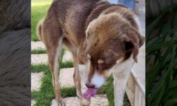 Απίστευτη κτηνωδία στη Χαλκιδική: Έδεσαν με σύρμα τα πόδια σκύλου και τον εγκατέλειψαν στην παραλία
