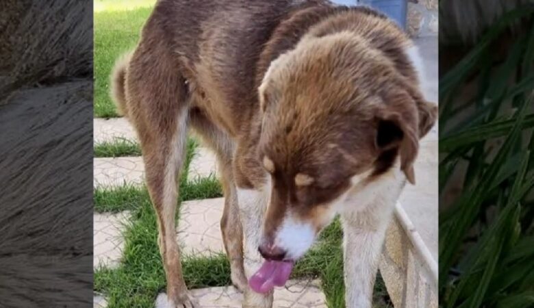 Απίστευτη κτηνωδία στη Χαλκιδική: Έδεσαν με σύρμα τα πόδια σκύλου και τον εγκατέλειψαν στην παραλία