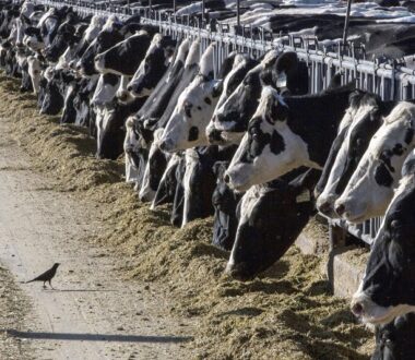 Συναγερμός για την γρίπη των πτηνών – Αγελάδες που νόσησαν στις ΗΠΑ, πέθαναν ή θανατώθηκαν