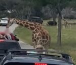 Καμηλοπάρδαλη άρπαξε 2χρονο κοριτσάκι από το αυτοκίνητο σε πάρκο άγριας ζωής στρο Τέξας